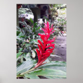 Alpínia purpurata 4 ポスター (正面)