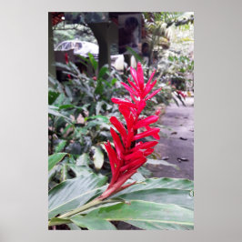 Alpínia purpurata 4 ポスター