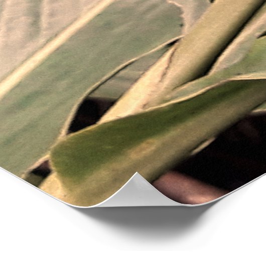 Alpínia purpurata 5 ポスター (角)