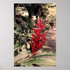 Alpínia purpurata 5 ポスター