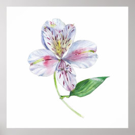 Alstroemeria Peruvian Lily Botanical Watercolor ポスター