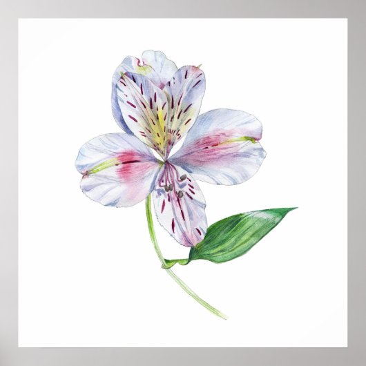 Alstroemeria Peruvian Lily Botanical Watercolor ポスター (正面)