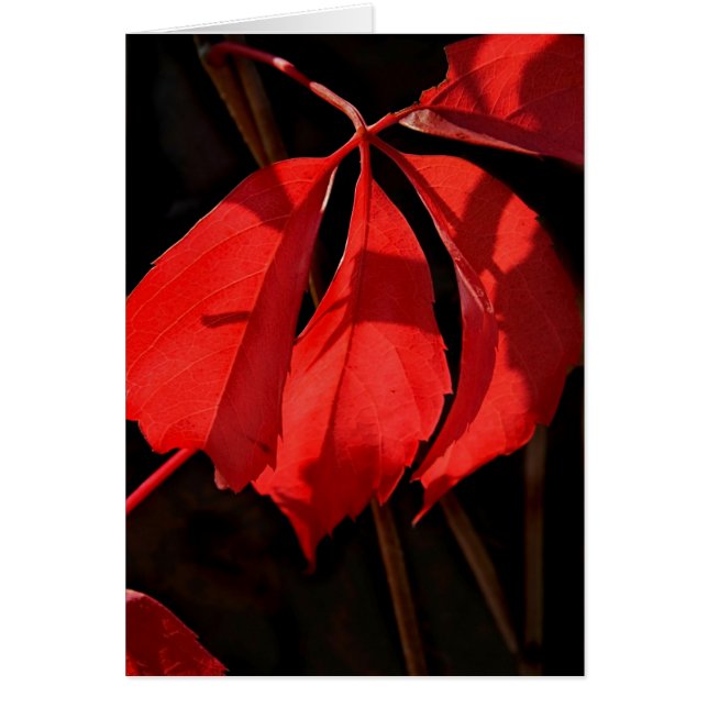 Alterraのつる植物 (正面)