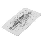 Always 学's：人間体解剖図 マグネット (左側)