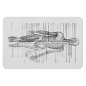 Always 学's：人間体解剖図 マグネット (横)