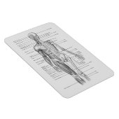 Always 学's：人間体解剖図 マグネット (右側)