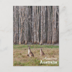 Amaging Australiaはがき ポストカード