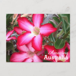 Amaging Australiaはがき ポストカード