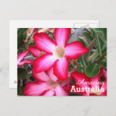 Amaging Australiaはがき ポストカード (正面/裏面)