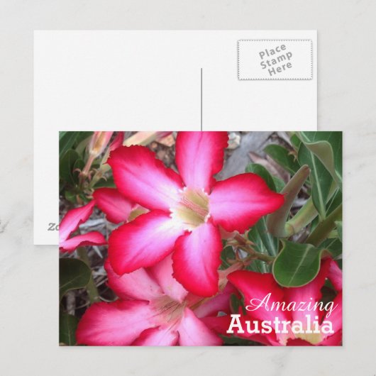 Amaging Australiaはがき ポストカード (正面/裏面)