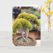 Amaging Yellow Crested Echeveria Succulentカード カード (黄色い花)