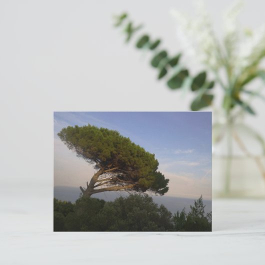 Amalfi Coast Anglas Pine Tree, Italy – はがき (スタンド正面)