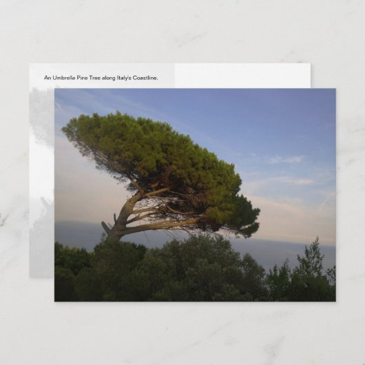 Amalfi Coast Anglas Pine Tree, Italy – はがき (正面/裏面)