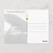 Amalfi Coast Anglas Pine Tree, Italy – はがき (裏面)