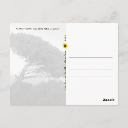 Amalfi Coast Anglas Pine Tree, Italy – はがき (裏面)