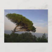 Amalfi Coast Anglas Pine Tree, Italy – はがき (正面)