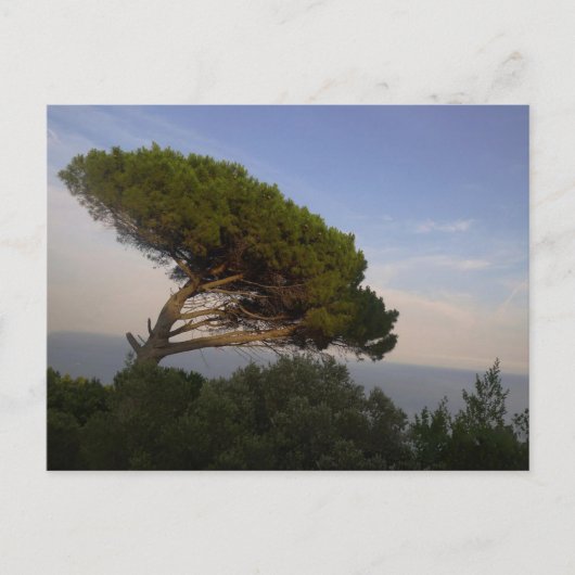 Amalfi Coast Anglas Pine Tree, Italy – はがき (正面)