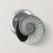 Amaltheusのアンモナイトの美しい鉛筆のスケッチ 缶バッジ (正面&裏面)
