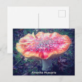 Amanita Muscaria ポストカード (正面/裏面)