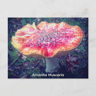 Amanita Muscaria ポストカード