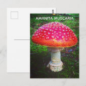 AMANITA MUSCARIA ポストカード (正面/裏面)