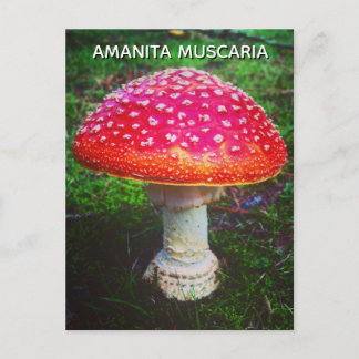 AMANITA MUSCARIA ポストカード