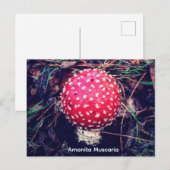 Amanita Muscaria ポストカード (正面/裏面)
