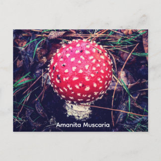 Amanita Muscaria ポストカード