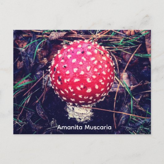 Amanita Muscaria ポストカード (正面)