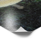 Amanita Muscaria var.台湾 – 01 フォトプリント (角)