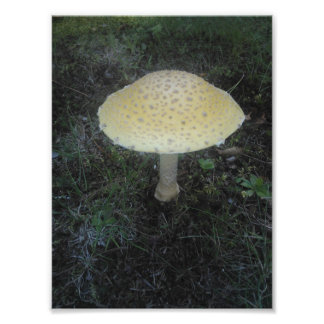 Amanita Muscaria var.台湾 – 01 フォトプリント