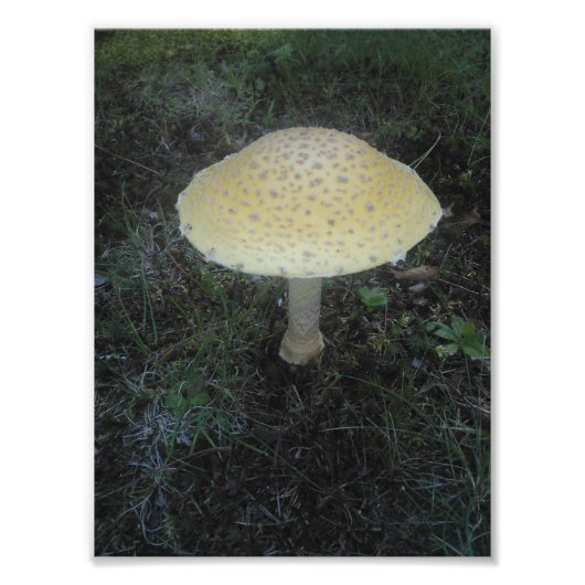 Amanita Muscaria var.台湾 – 01 フォトプリント (正面)