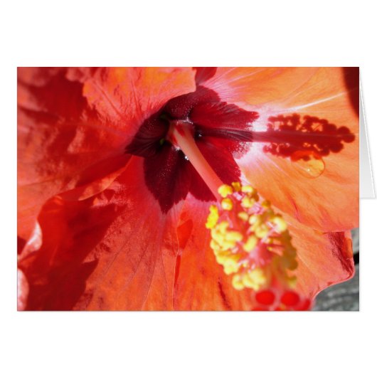 Amarriis Greeting Card (正面横)