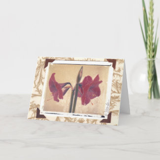 amaryllis_2 シーズンカード