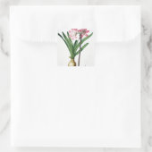 Amaryllis Belladonna, 'Les Liliacees'より, engrav スクエアシール (バッグ)