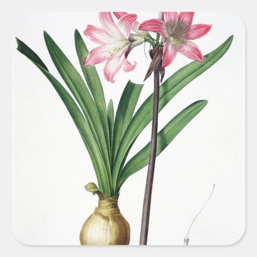 Amaryllis Belladonna, 'Les Liliacees'より, engrav スクエアシール (正面)