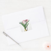 Amaryllis Belladonna, 'Les Liliacees'より, engrav スクエアシール (封筒)
