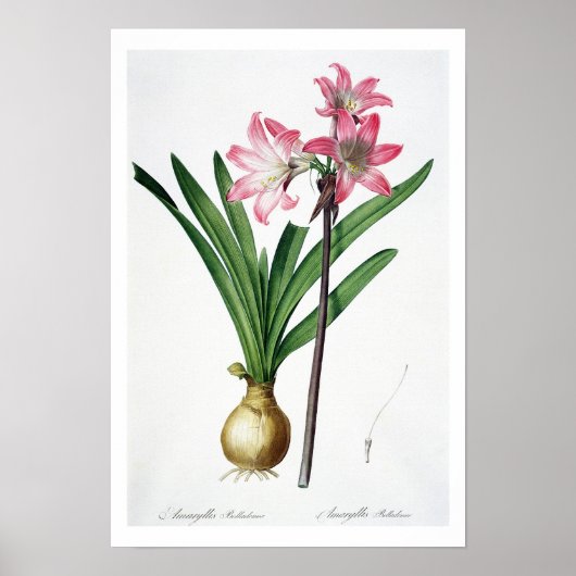 Amaryllis Belladonna, 'Les Liliacees'より， engrav ポスター (正面)