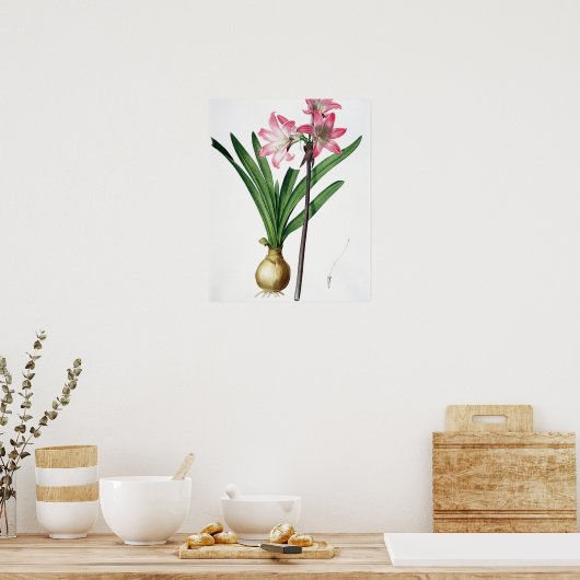 Amaryllis Belladonna, 'Les Liliacees'より, engrav ポスター (キッチン)