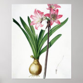 Amaryllis Belladonna, 'Les Liliacees'より， engrav ポスター (正面)