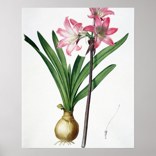 Amaryllis Belladonna, 'Les Liliacees'より， engrav ポスター (正面)