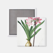 Amaryllis Belladonna, 'Les Liliacees'より, engrav マグネット (正面/裏面)