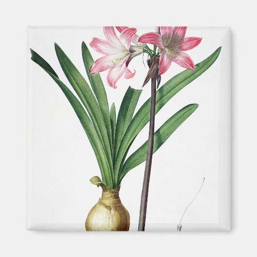 Amaryllis Belladonna, 'Les Liliacees'より, engrav マグネット (正面)