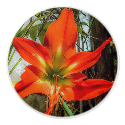 Amaryllis Closeup Ceramic Pull セラミックノブ (正面)