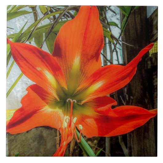 Amaryllis Closeup Ceramic Tile タイル (正面)