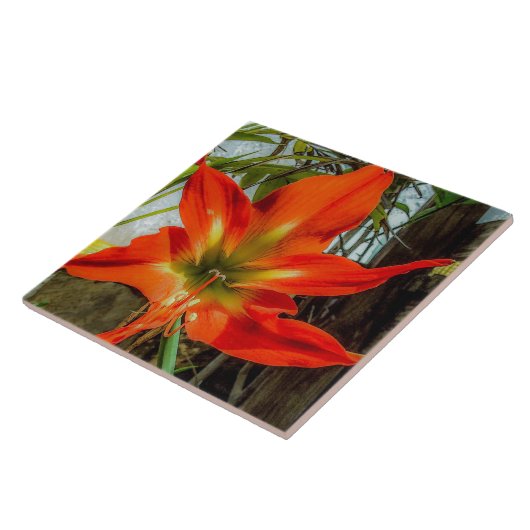 Amaryllis Closeup Ceramic Tile タイル (側面)