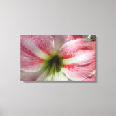 Amaryllis Stretted Canvas Print キャンバスプリント (正面)