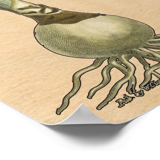 Amaryllis Tulip Botanical Garden Flower ポスター (角)