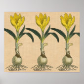 Amaryllis Tulip Botanical Garden Flower ポスター (正面)