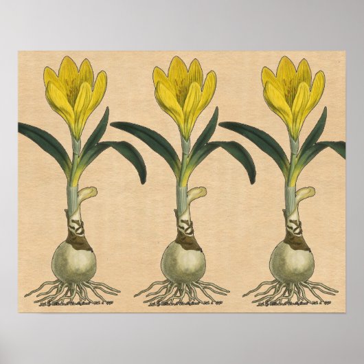 Amaryllis Tulip Botanical Garden Flower ポスター (正面)